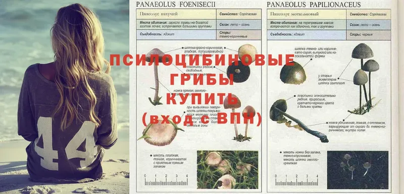 OMG онион  нарко площадка состав  Псилоцибиновые грибы Psilocybe  Владикавказ 